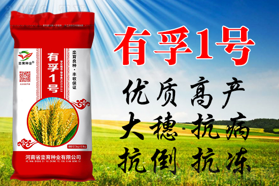 2021年选购小麦种子,这些方面,一定看仔细! 2021年选购小麦种子,这些方面,一定看仔细!
