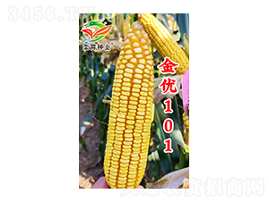 金优101-玉米种子-�h育种业